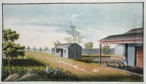 Tending tea plants by Anonymous Artist