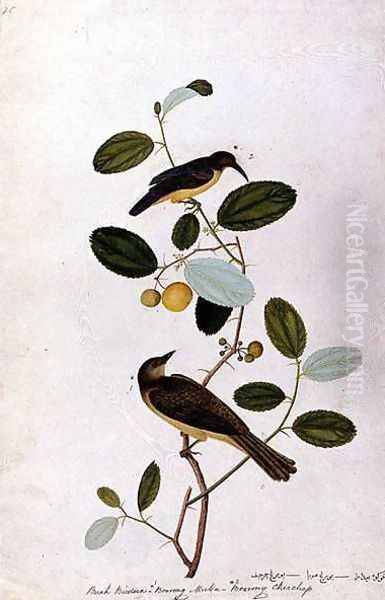 Buah Biedara, Bourong Muba, Bourong Cherchap, from 'Drawings of Birds from Malacca', c.1805-18 - view 1