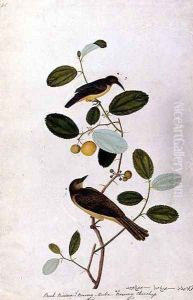 Buah Biedara, Bourong Muba, Bourong Cherchap, from 'Drawings of Birds from Malacca', c.1805-18 by Anonymous Artist