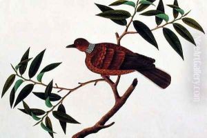Turtle Dove, Tookoo-Kore, from 'Drawings of Birds from Malacca', c.1805-18