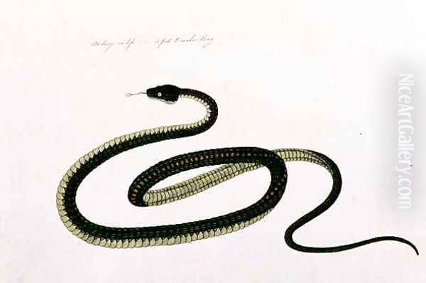 Snake, from 'Drawings of Animals, Insects and Reptiles from Malacca', c.1805-18 (2) - view 1