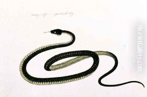 Snake, from 'Drawings of Animals, Insects and Reptiles from Malacca', c.1805-18 (2)