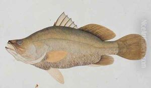 Eekan Sie-akab, from 'Drawings of Fishes from Malacca', c.1805-18