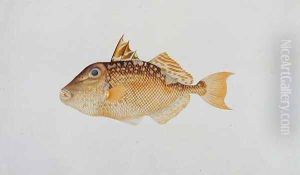 Eekan Jebong, from 'Drawings of Fishes from Malacca', c.1805-18