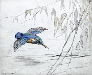 Kingfisher