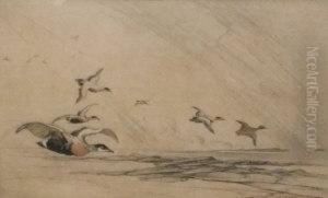 Birds In Flight