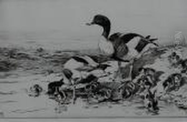 Doves - view 1