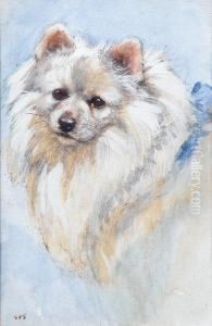 Portrait Of A Japanese Spitz
