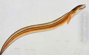 Eekan Malong, from 'Drawings of Fishes from Malacca', c.1805-18 Eekan Malong, from 'Drawings of Fishes from Malacca', c.1805-18