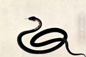 Snake, from 'Drawings of Animals, Insects and Reptiles from Malacca', c.1805-18
