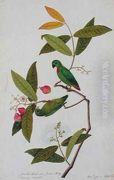 Jamboo Chielie also Jamboo Bertay Boorong Serindik, from 'Drawings of Birds from Malacca', c.1805-18 - view 1