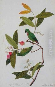 Jamboo Chielie also Jamboo Bertay Boorong Serindik, from 'Drawings of Birds from Malacca', c.1805-18 by Anonymous Artist