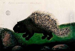Dammai Batoo, from 'Drawings of Animals, Insects and Reptiles from Malacca', c.1805-18 by Anonymous Artist