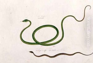 Volun Daw-on, from 'Drawings of Animals, Insects and Reptiles from Malacca', c.1805-18