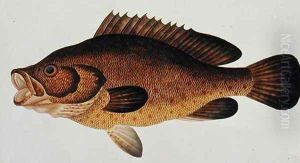 Eekan Kartong, from 'Drawings of Fishes from Malacca', c.1805-18 by Anonymous Artist