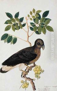 Booah Jintik Jintik, Boorong lang Kimba, from 'Drawings of Birds from Malacca', c.1805-18 by Anonymous Artist