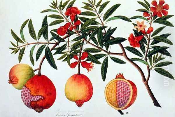 Bua Klitchie or Caesalpinia bonduccella, from 'Drawings of Plants from Malacca', c.1805-18 - view 1