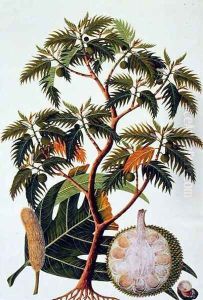 Sookong (Bread Fruit) and Artocarpus Incisa (Lin) from 'Drawings of Plants from Malacca', c.1805-18 by Anonymous Artist