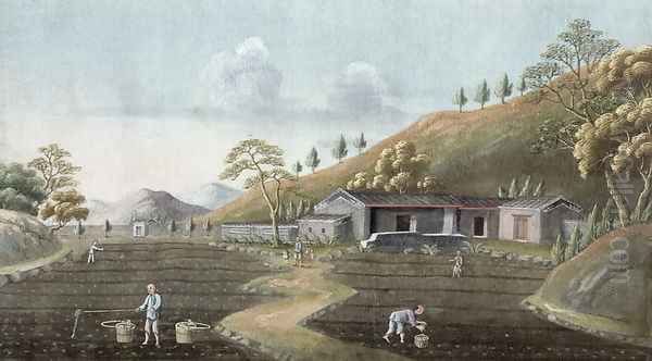 Tea planting - view 1