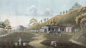 Tea planting by Anonymous Artist