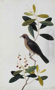 Bua Sambey, Boorong Baroo Baroo, from 'Drawigns of Birds from Malacca', c.1805-18 by Anonymous Artist