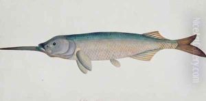 Eekan Todah Pindik, from 'Drawings of Fishes from Malacca', c.1805-18 by Anonymous Artist