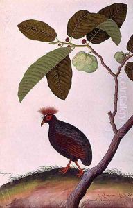 Booah Tumpang, from 'Drawings of Birds from Malacca', c.1805-18