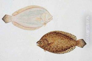 Eekan Liedah Liedah Pindik, from 'Drawings of Fishes from Malacca', c.1805-18 by Anonymous Artist