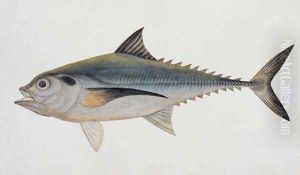 Eekan Tungooroongan, from 'Drawings of Fishes from Malacca', c.1805-18