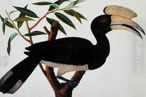 Ke-ke, from 'Drawings of Birds from Malacca', c.1805-18 (3)
