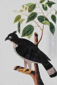 Bird of Prey, from 'Drawings of Birds from Malacca', c.1805-18 (2) by Anonymous Artist