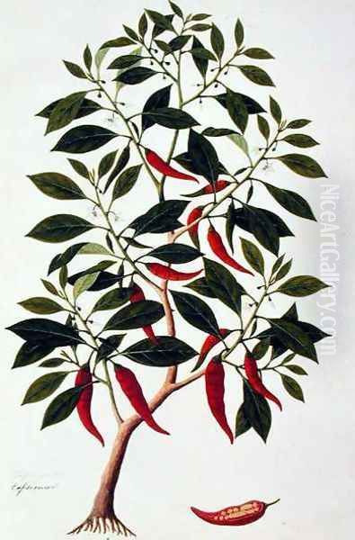 Chilly or Capsicum, 'Drawings of Plants from Malacca', c.1805-18 - view 1