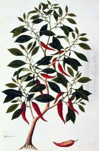 Chilly or Capsicum, 'Drawings of Plants from Malacca', c.1805-18 by Anonymous Artist