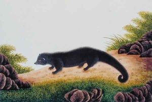 Bentoorong, from 'Drawings of Animals, Insects and Reptiles from Malacca', c.1805-18