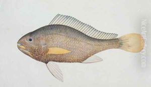 Eekan Jena, from 'Drawings of Fishes from Malacca', c.1805-18