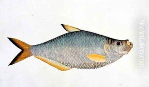 Eekan Poopote, from 'Drawings of Fishes from Malacca', c.1805-18