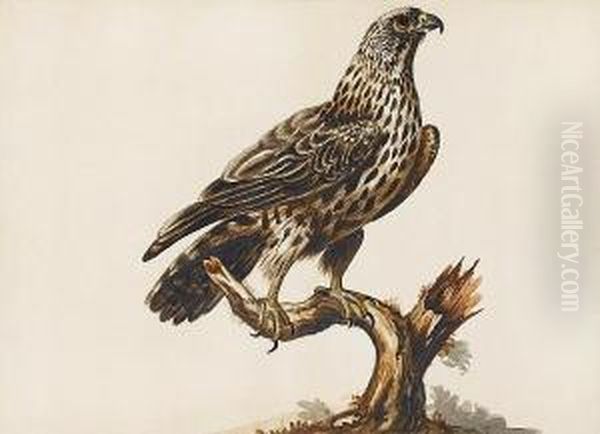 A Buzzard (buteo Buteo) - view 1
