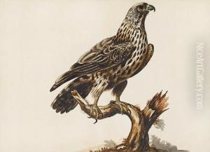 A Buzzard (buteo Buteo) by Sarah Stone