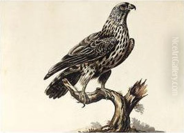 An Eagle; An Owl And Fledgling; A Snowy Owl - view 1
