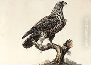 An Eagle; An Owl And Fledgling; A Snowy Owl