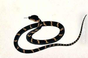 Oolur Sawa, from 'Drawings of Animals, Insects and Reptiles from Malacca', c.1805-18