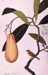 Binjay, Tampooah, from 'Drawings of Birds from Malacca', c.1805-18 by Anonymous Artist