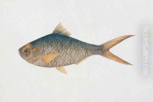 Eekan Tampe, from 'Drawings of Fishes from Malacca', c.1805-18