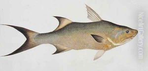 Eekan Koorow, from 'Drawings of Fishes from Malacca', c.1805-18