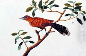 Exotic Bird, from 'Drawings of Birds from Malacca', c.1805-18 2 by Anonymous Artist