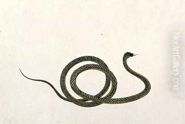 Oolur, from 'Drawings of Animals, Insects and Reptiles from Malacca', c.1805-18 - view 1