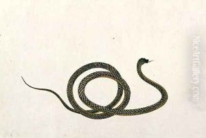 Oolur, from 'Drawings of Animals, Insects and Reptiles from Malacca', c.1805-18 by Anonymous Artist