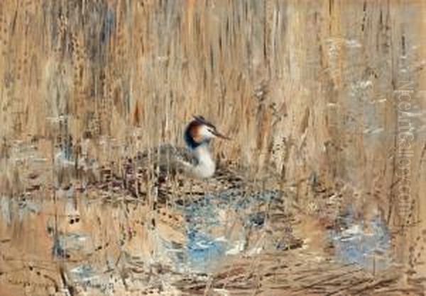 Great Crested Grebe Among The Reeds - view 1