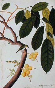 Poko Booah Laugsat, Boorong chi-chap, from 'Drawings of Birds from Malacca', c.1805-18 by Anonymous Artist