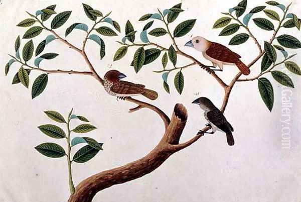Boorong Rangong, from 'Drawings of Birds from Malacca', c.1805-18 - view 1